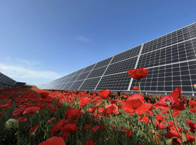 Solariapapaveriepapere